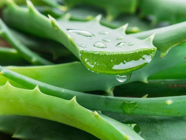 Aloe Vera 2