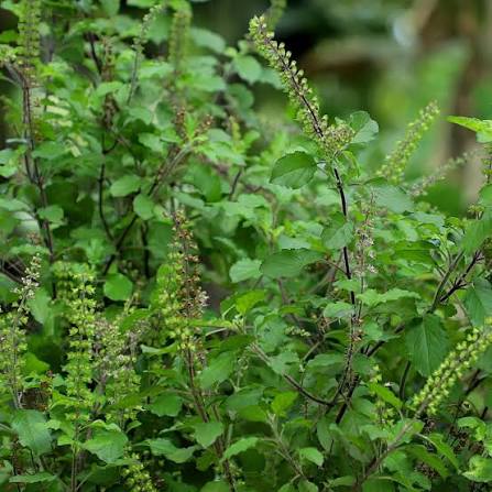 Tulsi (Holy Basil) 2
