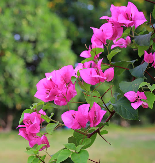 Bougainvillea 2
