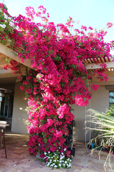 Bougainvillea 3