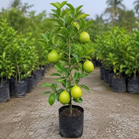 Hyb Lemon 2' 2