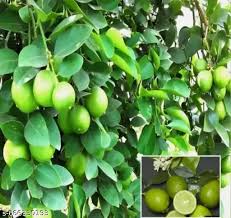 Hyb Lemon 2' 3