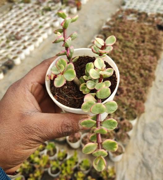 Jade Plant 2