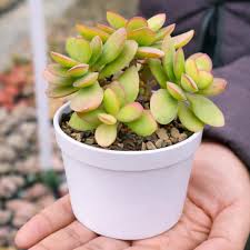 Jade Plant 3