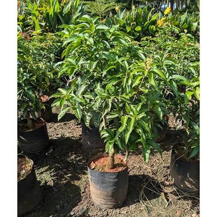 Thailand Mango Gra. 18' 2