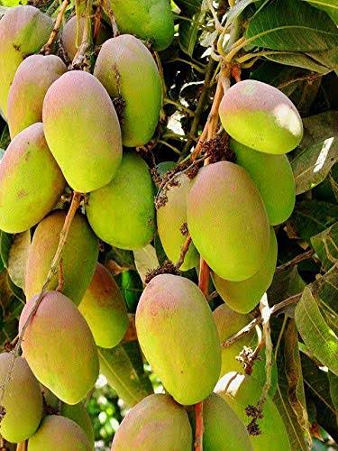 Thailand Mango Gra. 18' 3